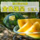 大玉すいか「金色羅皇」1玉入